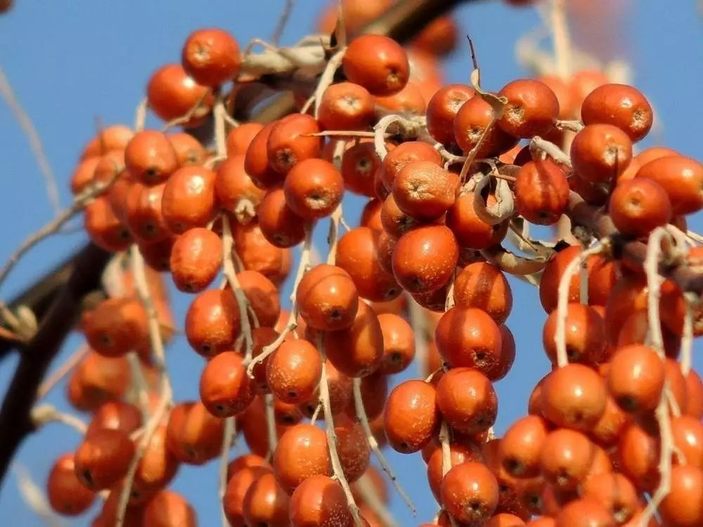 涼風(fēng)冷露早春天，雁鳴棗紅隴黔田