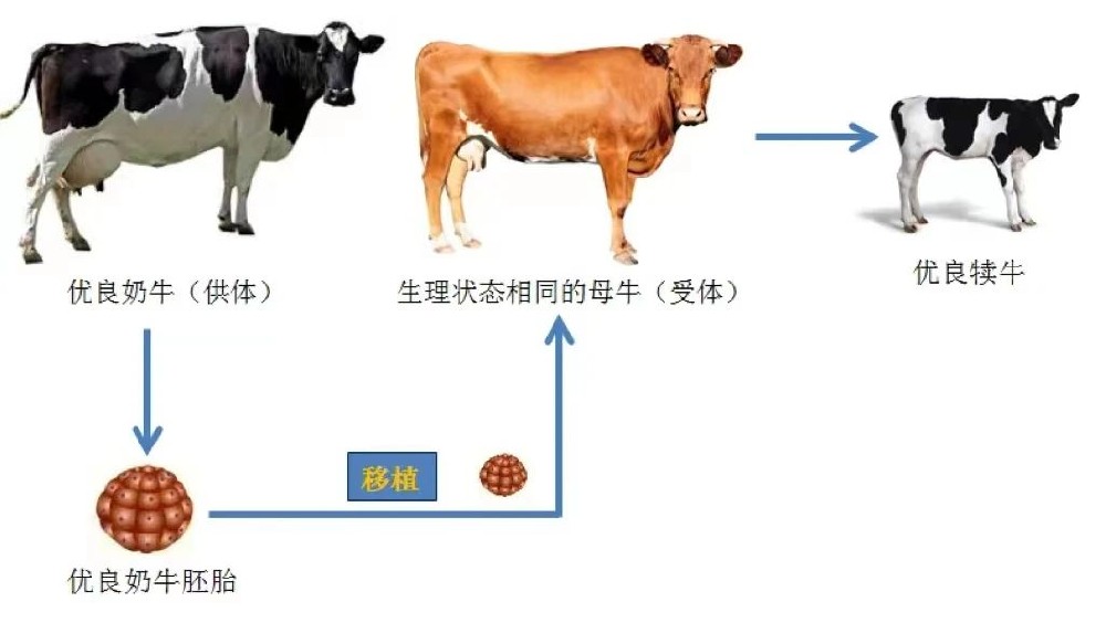 說說奶牛胚胎移植技術(shù)